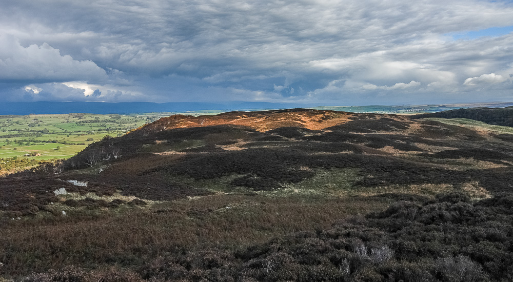 Naddle Low Forest Naddle Low Forest